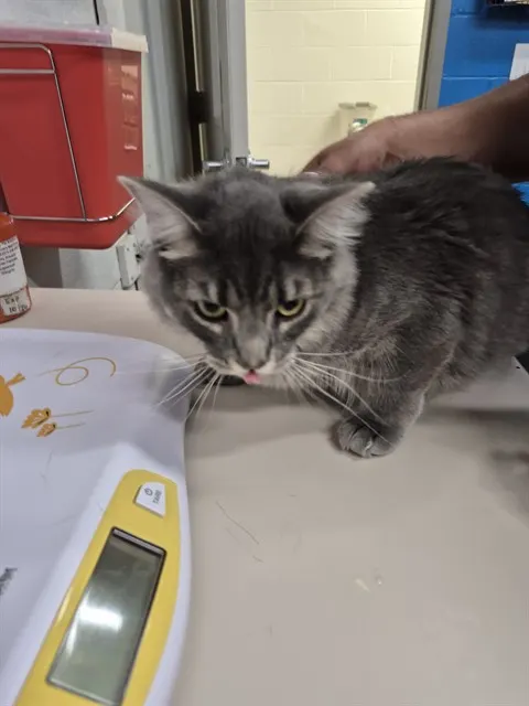 Adoptable Cat