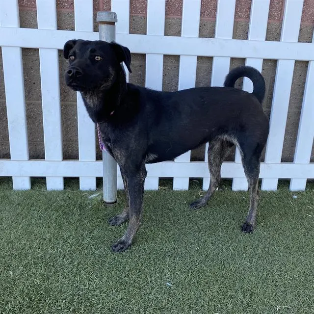 Adoptable Dog
