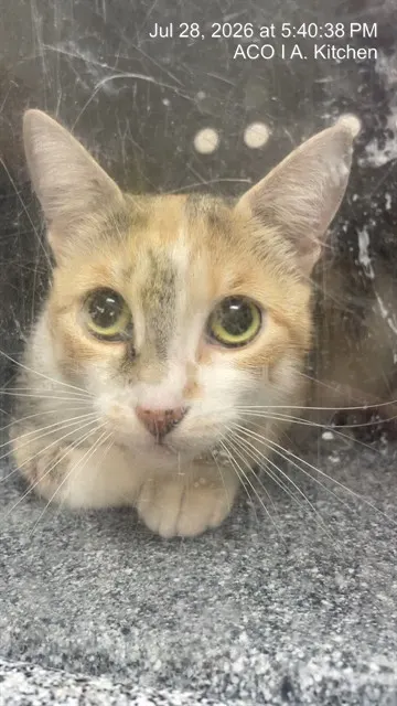 Adoptable Cat
