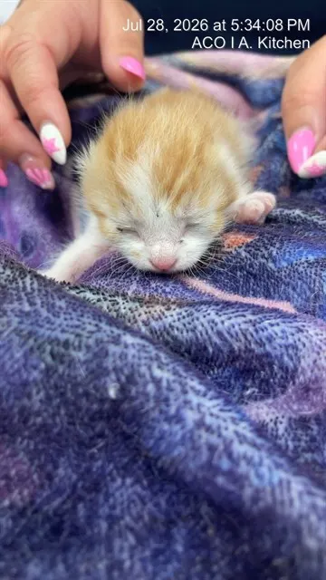 Adoptable Cat
