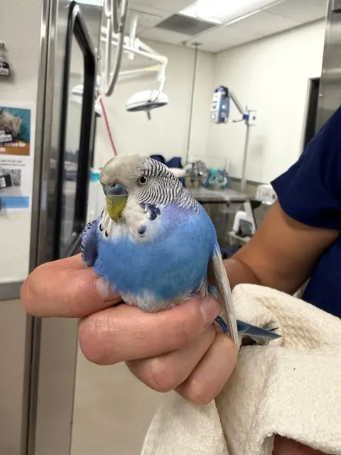 Adoptable Bird