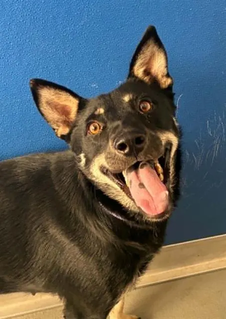 Adoptable Dog