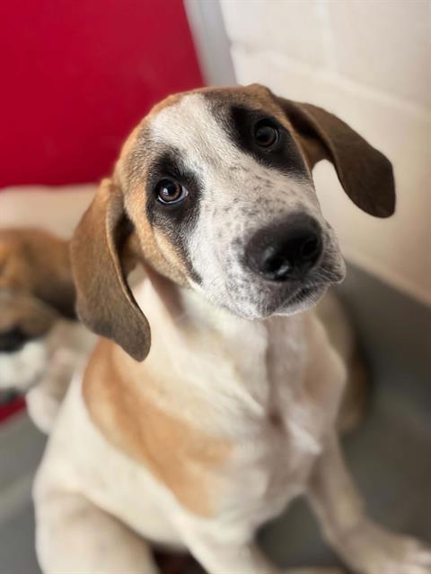 Adoptable Dog