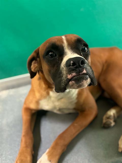 Adoptable Dog