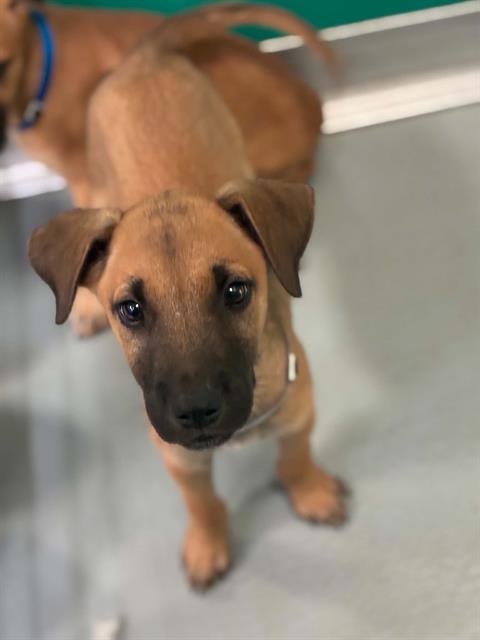 Adoptable Dog