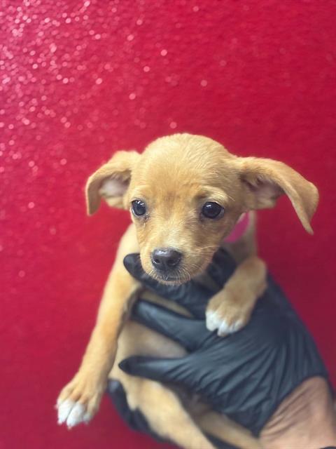 Adoptable Dog