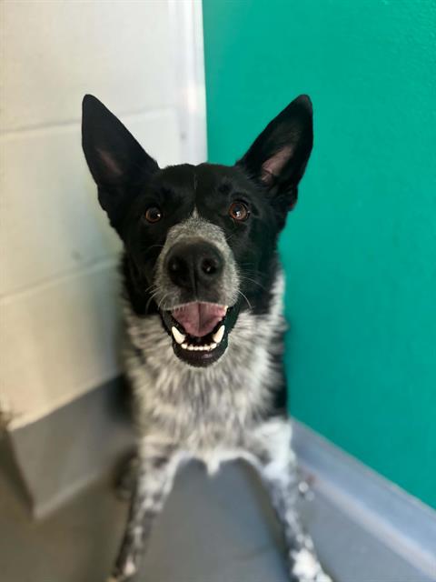 Adoptable Dog