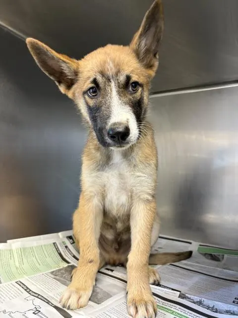 Adoptable Dog