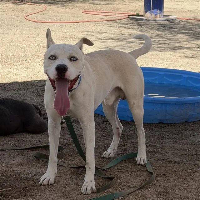 Rex