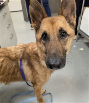 Axel
