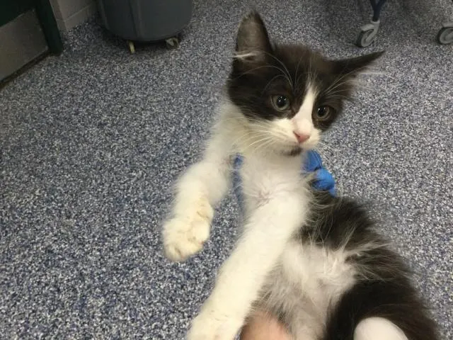 Adoptable Cat
