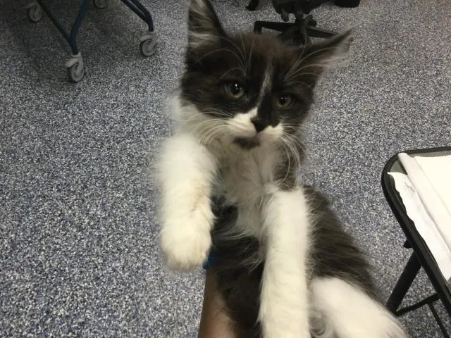 Adoptable Cat