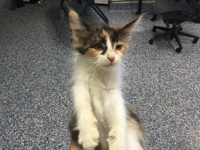 Adoptable Cat