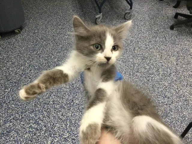 Adoptable Cat