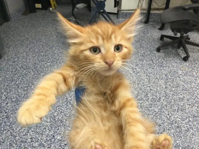 Adoptable Cat