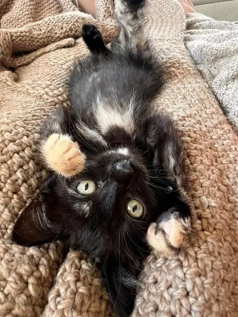 Kaia