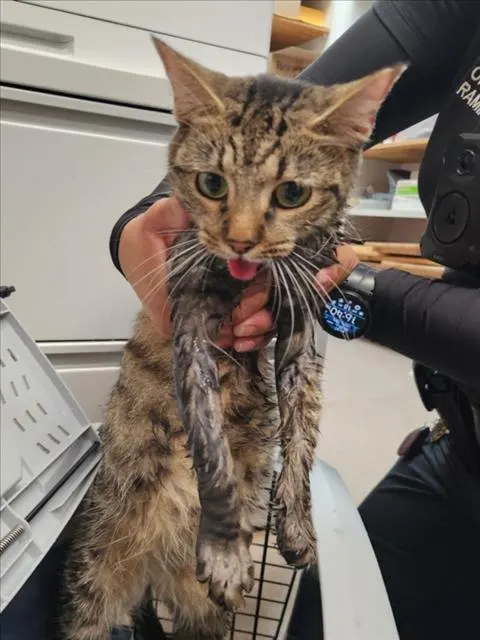 Adoptable Cat