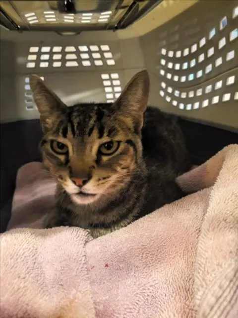 Adoptable Cat