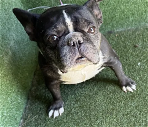Adoptable Dog