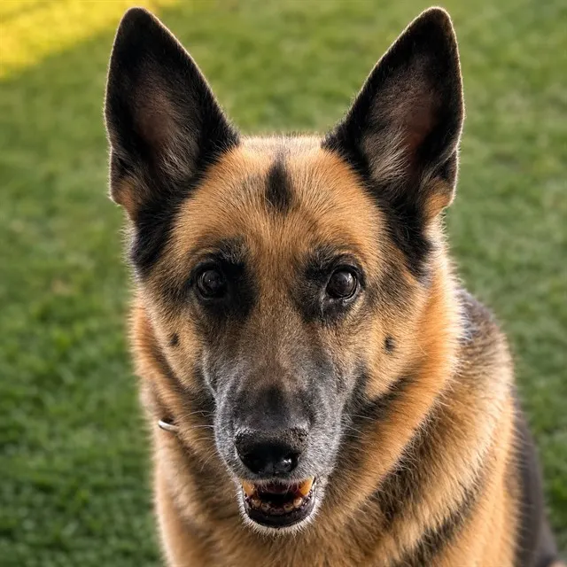 Roxie