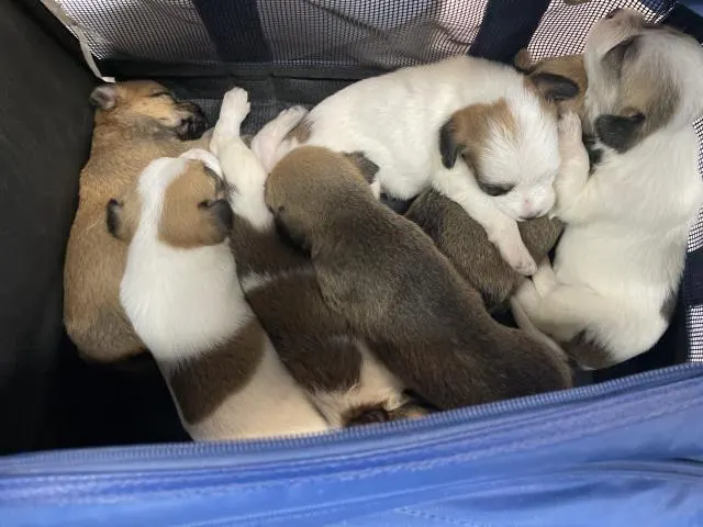 Adoptable Dog