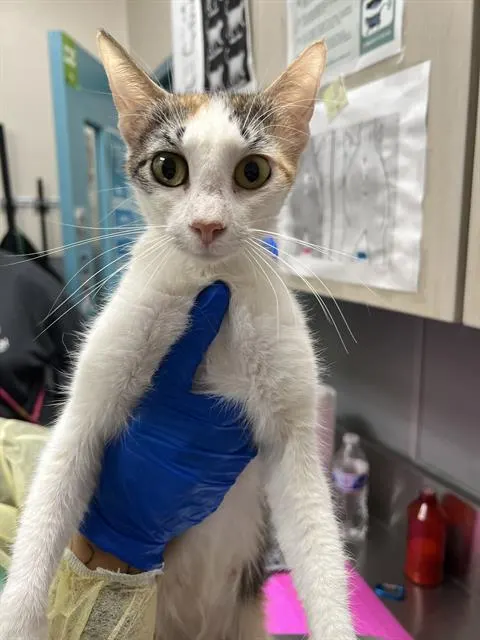 *Lulu
