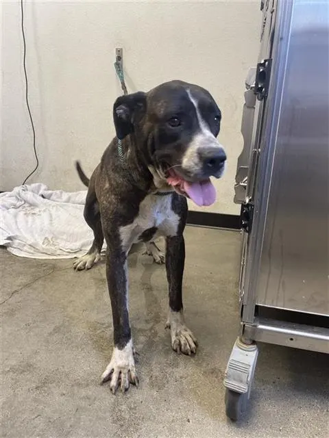 Adoptable Dog