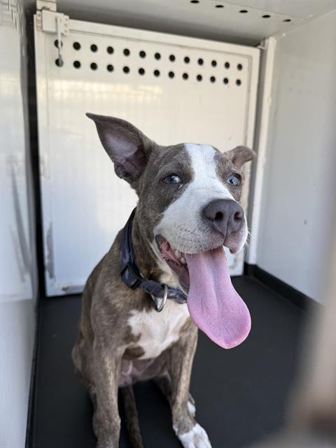 Adoptable Dog