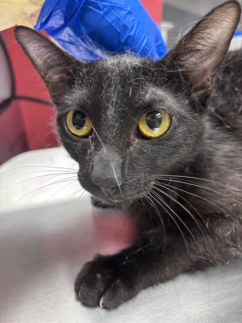 *Kit Kat