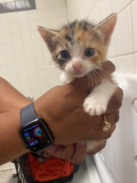 Bella