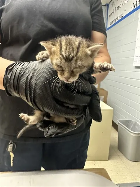 Adoptable Cat