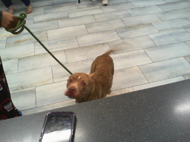 Adoptable Dog