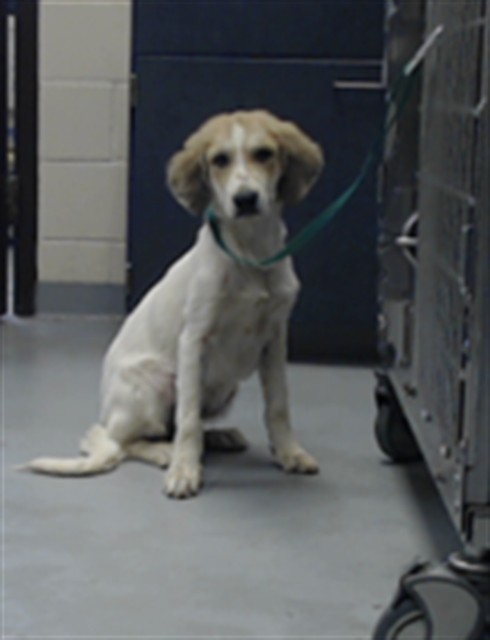 Adoptable Dog