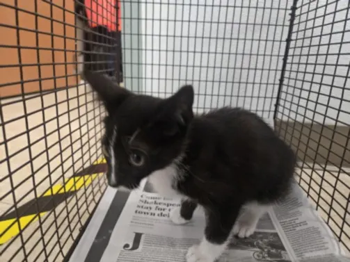 Adoptable Cat