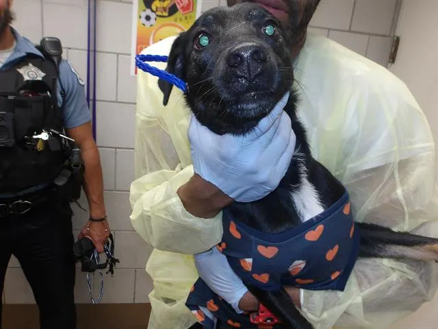 Adoptable Dog