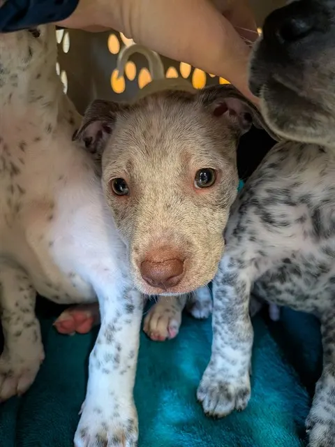 Peanut