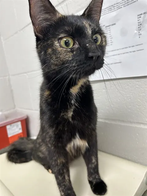 Adoptable Cat