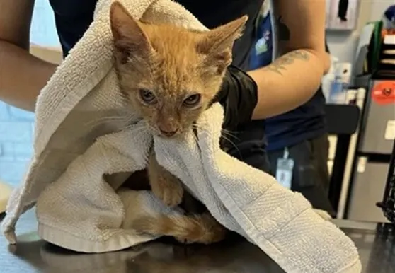 Adoptable Cat