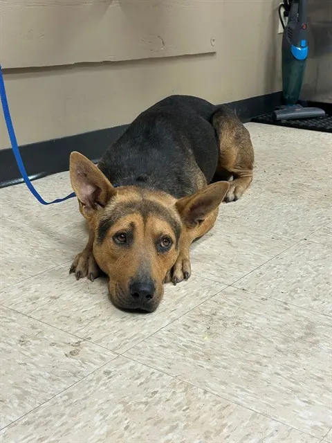 Adoptable Dog