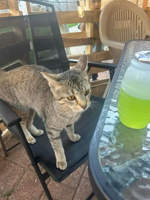 Adoptable Cat