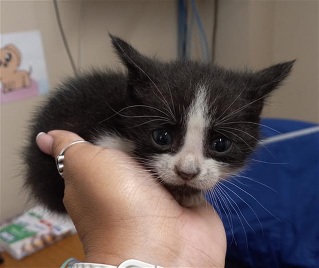 Domino