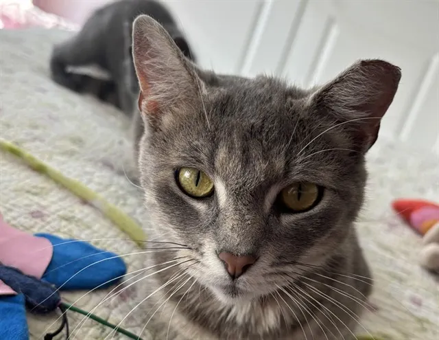 Zelda