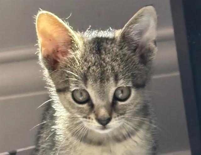 Ziva