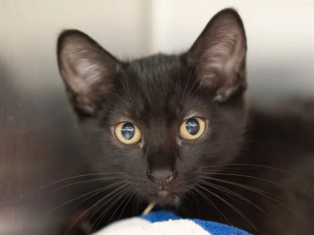 Sophie