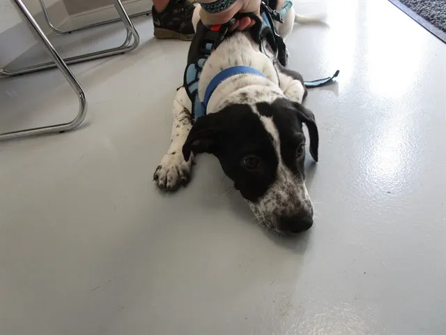 Adoptable Dog