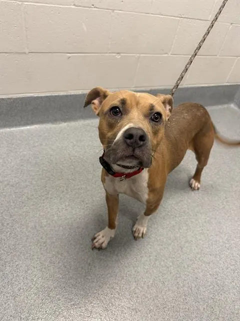 Ava