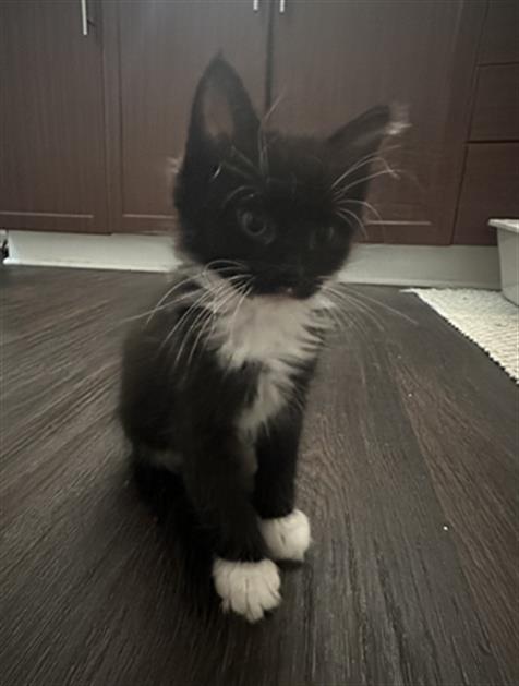 Milo
