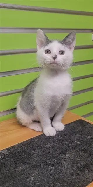 Elsa