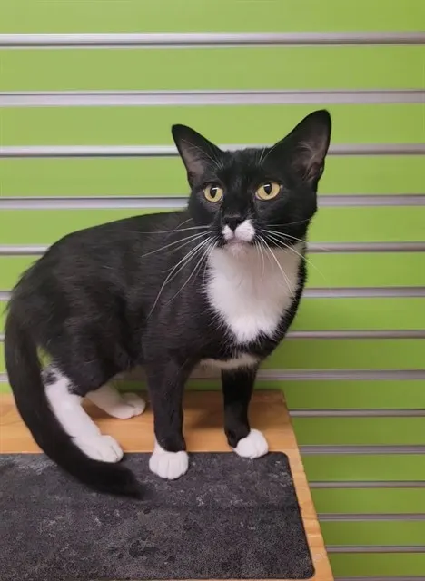 Tuxette