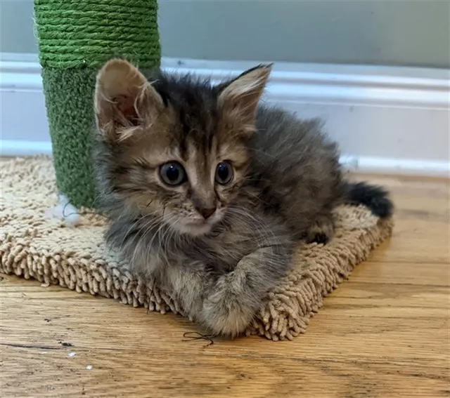Peanut